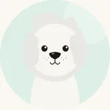 Bichon frisé