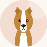 Collie, sileäkarvainen