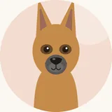 Belgianpaimenkoira, malinois