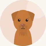 Unkarinvizsla, karkeakarvainen