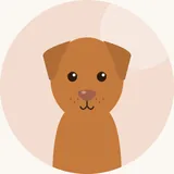 Unkarinvizsla, lyhytkarvainen
