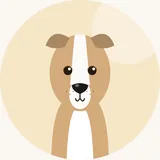 Whippet