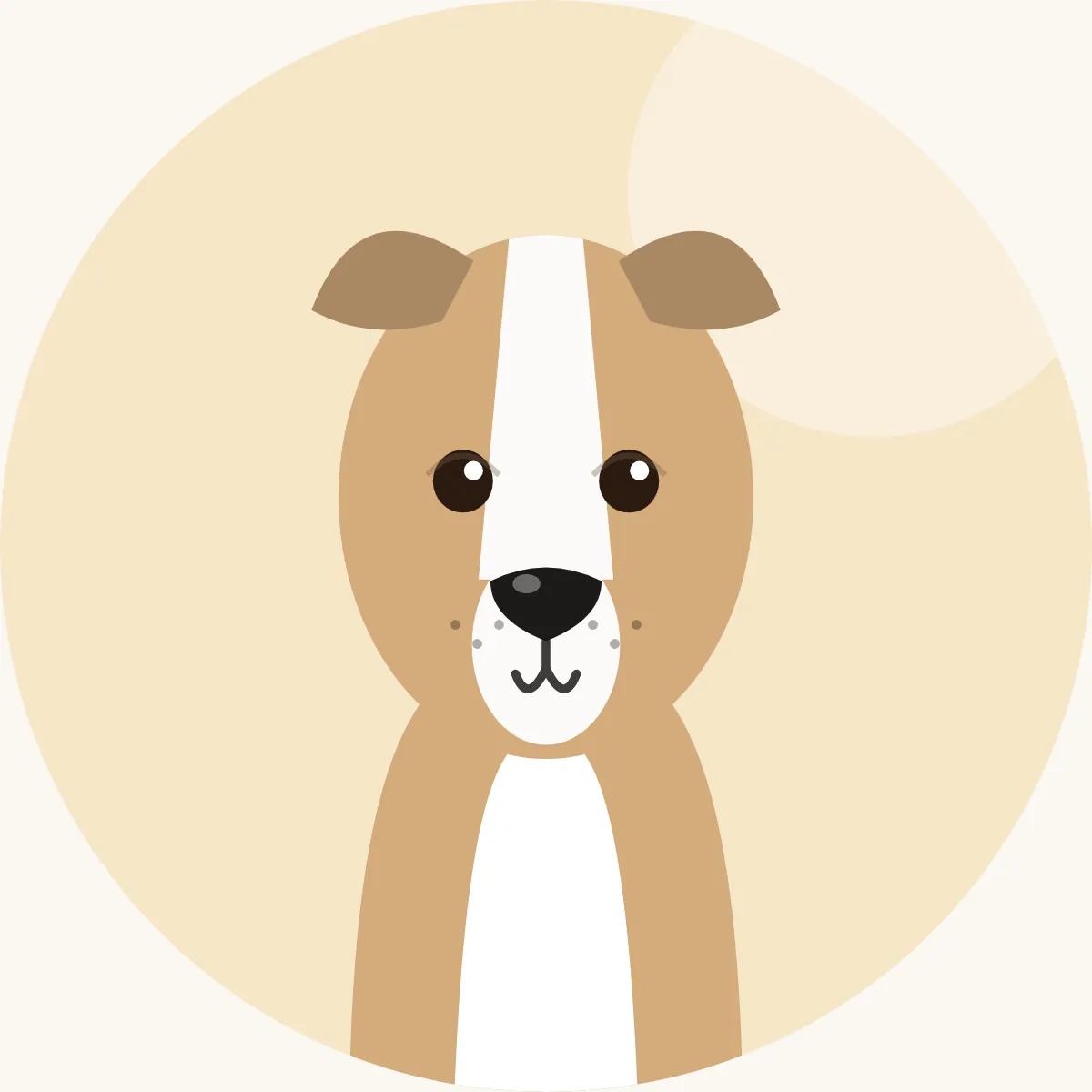Whippet – piirroskuva rodun tyypillisestä ulkonäöstä (kaikki värit)